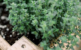 What are the benefits of planting and maintaining an herb garden?