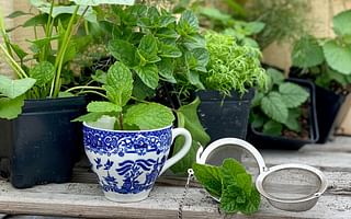 What are the best medicinal plants to grow in a home garden?