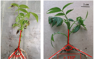 What are the limits to plant compatibility when grafting?