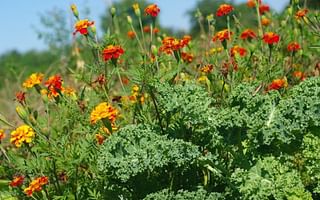 What is companion planting?