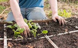 What is the best planting schedule for growing vegetables in the garden?