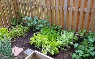 Which low-maintenance vegetable plants can I grow at home?