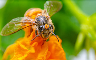 Which plants and flowers are best for attracting bees?
