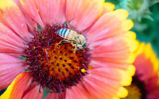 Which plants are best for attracting bees and other pollinators?